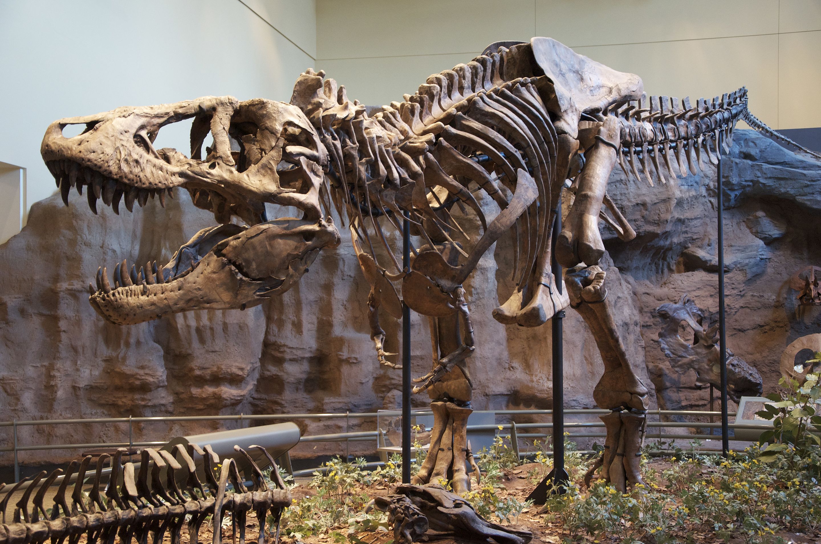 tyrannosaurus_rex_holotype-1.jpg